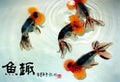 Blisters goldfish Ã¯Â¼ËBubble eyeÃ¯Â¼â°